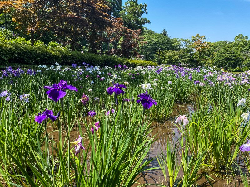🏞️ 야쿠시이케 공원 (야쿠시이케 코엔)